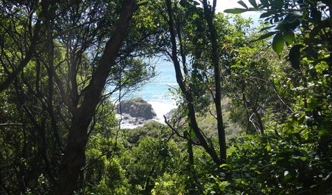 Rainforest Walking Track - Accommodation Port Macquarie 0