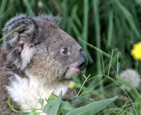 Koala Hospital