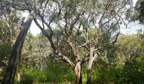 Kinchela Trig Lookout Walk - Accommodation Port Macquarie 2