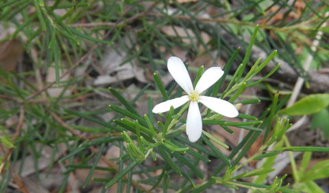 Kinchela Trig Lookout Walk - Accommodation Port Macquarie 3