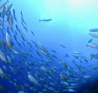 Cape Byron Marine Park - Accommodation Port Macquarie