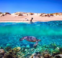 Snorkel the Ningaloo Reef - Accommodation Port Macquarie