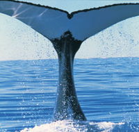 Humpback Whales - Accommodation Port Macquarie
