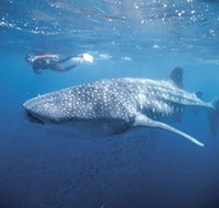 Swim with the Whale Sharks - Accommodation Port Macquarie