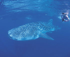 Ningaloo Reef - Accommodation Port Macquarie 0