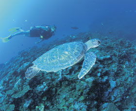 Ningaloo Reef - Accommodation Port Macquarie 1