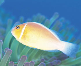 Ningaloo Reef - Accommodation Port Macquarie 2