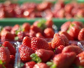 Turners Beach Berry Patch - Accommodation Port Macquarie 0