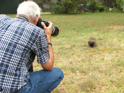 Echidna Walkabout Nature Tours - Accommodation Port Macquarie 8