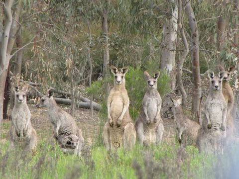 Echidna Walkabout Nature Tours - Accommodation Port Macquarie 15
