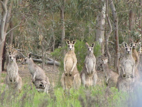 Echidna Walkabout Nature Tours - Accommodation Port Macquarie 19