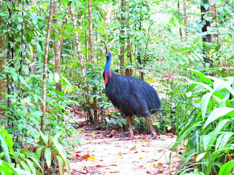 Daintree Safaris - Accommodation Port Macquarie 0