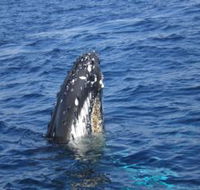 Jervis Bay Whales - Accommodation Port Macquarie