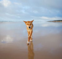 Fraser Island Adventure Tours - Accommodation Port Macquarie