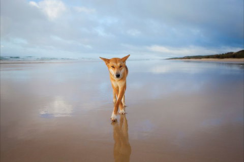 Fraser Island Adventure Tours - Accommodation Port Macquarie 9