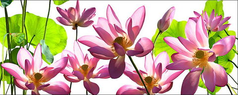 Tin Shed Art Gallery - Accommodation Port Macquarie 3
