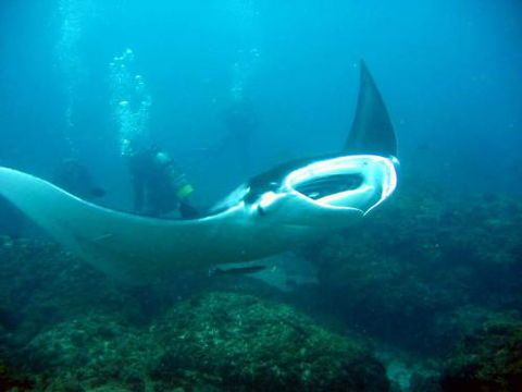 Kirra Dive “On The Tweed” - Accommodation Port Macquarie 3