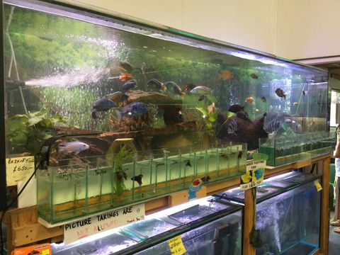 True Blue Aquariums - Accommodation Port Macquarie 2