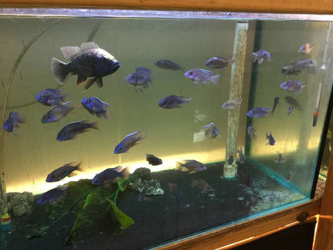 True Blue Aquariums - Accommodation Port Macquarie 3