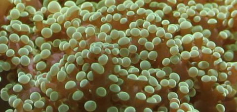 River To Reef Aquarium - Accommodation Port Macquarie 0