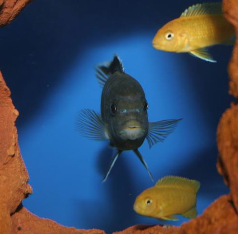 River To Reef Aquarium - Accommodation Port Macquarie 1