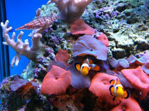 Tropical Marine Centre - Accommodation Port Macquarie 0