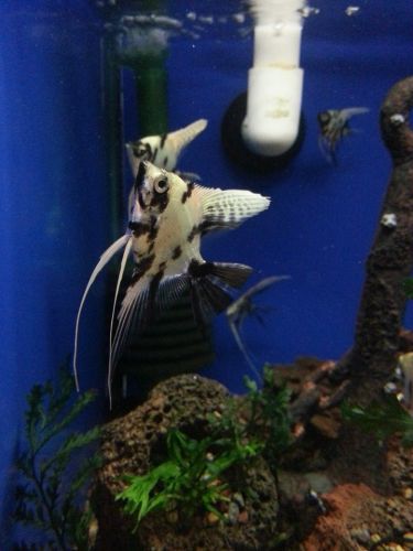 Tropical Marine Centre - Accommodation Port Macquarie 3