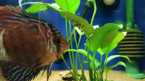 Tropical Marine Centre - Accommodation Port Macquarie 4