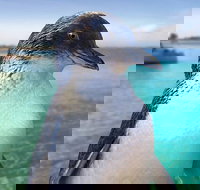 Full-Day Penguin Island  Fremantle Town - Accommodation Port Macquarie