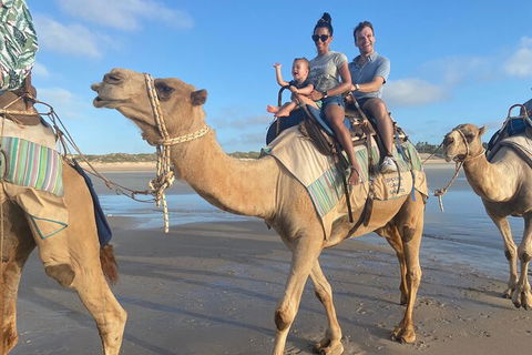 1 Hour Broome Sunset Camel Tour - Accommodation Port Macquarie 4