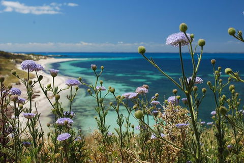 Rottnest Island Bayseeker Tour - Accommodation Port Macquarie 6