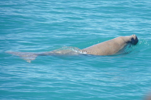 Snubfin Dolphin Eco Cruise From Broome - Accommodation Port Macquarie 1