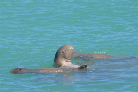 Snubfin Dolphin Eco Cruise From Broome - Accommodation Port Macquarie 2