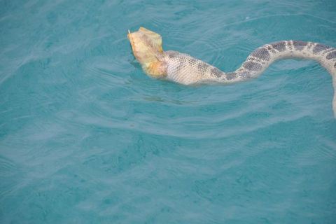 Snubfin Dolphin Eco Cruise From Broome - Accommodation Port Macquarie 10