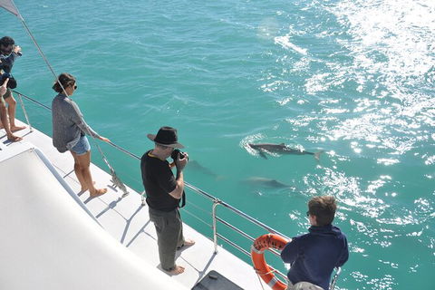 Snubfin Dolphin Eco Cruise From Broome - Accommodation Port Macquarie 4