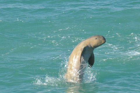 Snubfin Dolphin Eco Cruise From Broome - Accommodation Port Macquarie 11