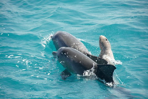 Snubfin Dolphin Eco Cruise From Broome - Accommodation Port Macquarie 6