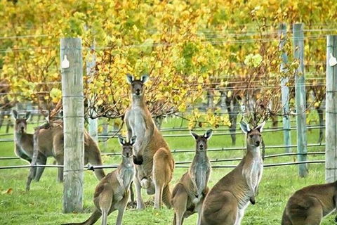 Private Custom Margaret River Tour - Accommodation Port Macquarie 10