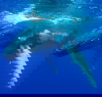 Dunsborough Whale Watching Eco Tour - Accommodation Port Macquarie