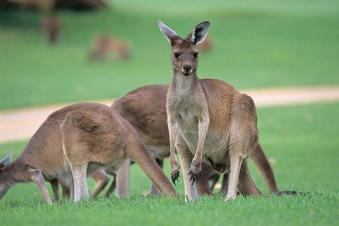 Full-Day Perth, Fremantle, Swan Valley & Wildlife Park - Accommodation Port Macquarie 3