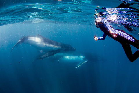 Private Whale Shark Or Humpback Whale Swimming Tour - Accommodation Port Macquarie 1