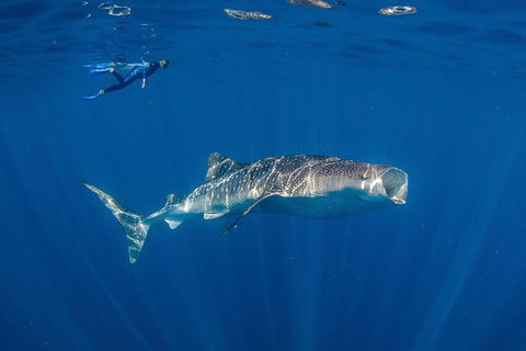 Private Whale Shark Or Humpback Whale Swimming Tour - Accommodation Port Macquarie 0