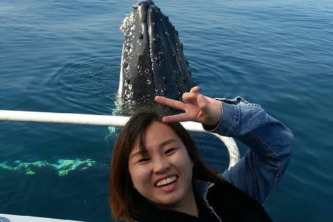 Whale Watching Dunsborough - Accommodation Port Macquarie 1