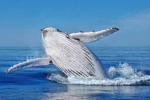 Whale Watching Dunsborough - Accommodation Port Macquarie 0