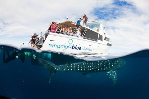 VIP Luxury Chartered Escapes, Exploring The Reef At Your Own Pace - Accommodation Port Macquarie 0