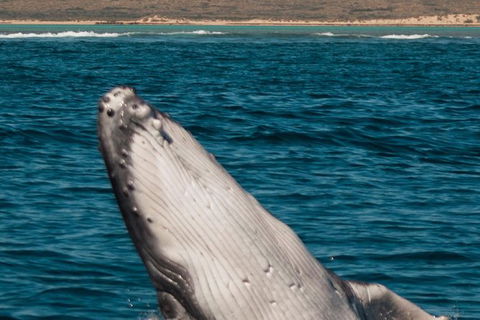 VIP Luxury Chartered Escapes, Exploring The Reef At Your Own Pace - Accommodation Port Macquarie 3