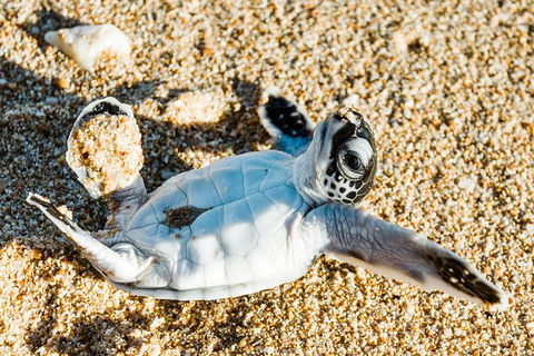 VIP Luxury Chartered Escapes, Exploring The Reef At Your Own Pace - Accommodation Port Macquarie 38