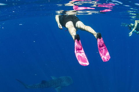 VIP Luxury Chartered Escapes, Exploring The Reef At Your Own Pace - Accommodation Port Macquarie 49