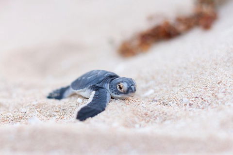 VIP Luxury Chartered Escapes, Exploring The Reef At Your Own Pace - Accommodation Port Macquarie 6