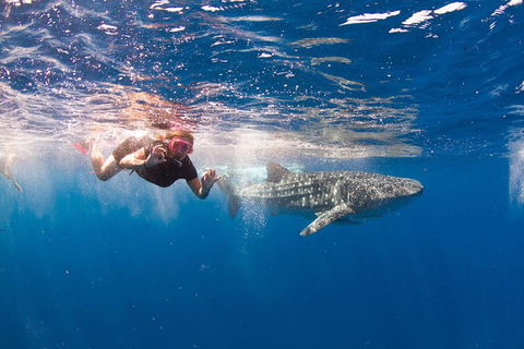 VIP Luxury Chartered Escapes, Exploring The Reef At Your Own Pace - Accommodation Port Macquarie 8